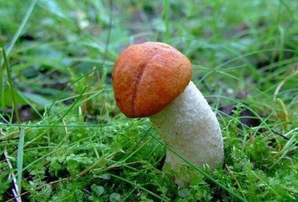 il fungo simboleggia la testa allargata del pene